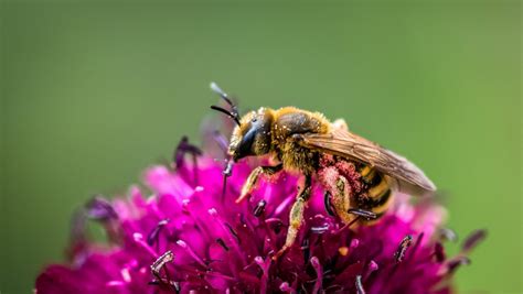 Understanding the Emotional Impact of a Bee Sting Experience in a Dream