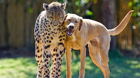 Understanding the Emotional Lives of Living Creatures