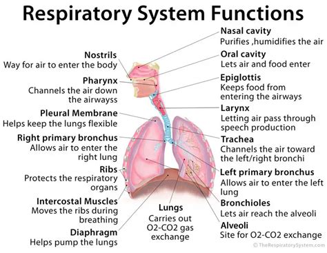 Understanding the Essential Role of Phlegm in the Respiratory System