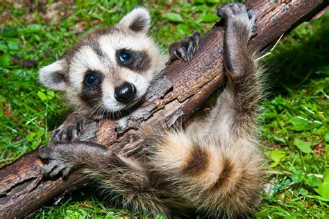 Understanding the Fascinating Nature of Raccoons