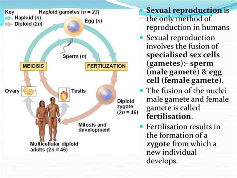 Understanding the Fundamentals of Reproduction