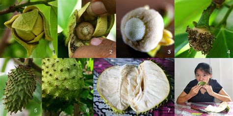 Understanding the Growth Process of Soursop: Unveiling the Journey from Flower to Fruit