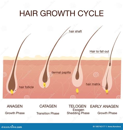 Understanding the Hair Growth Cycle: The Key to Lengthy, Strong Hair