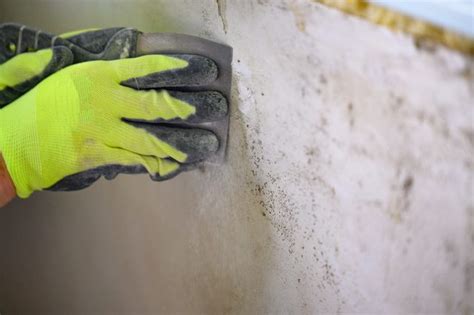 Understanding the Hazards of Mold