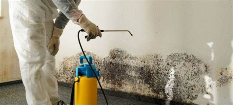 Understanding the Hazards of Mold Infestation