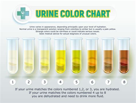 Understanding the Hue of Urine and Its Significances