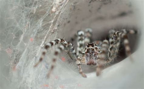 Understanding the Impact of Arachnid Webs on the Ecosystem