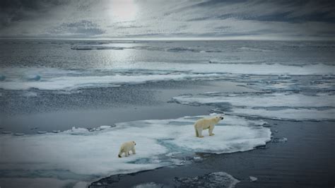 Understanding the Impact of Climate Change on the Arctic Ecosystem: Addressing Challenges and Finding Solutions