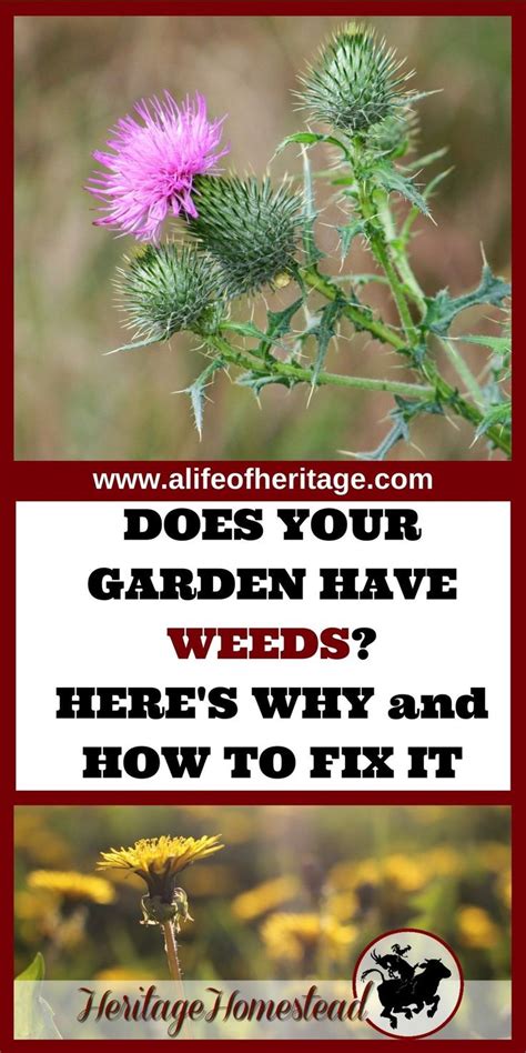 Understanding the Impact of Weeds on Your Garden