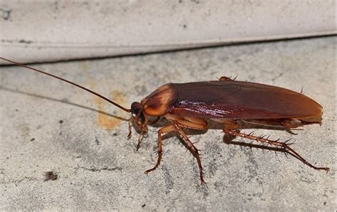 Understanding the Implications and Importance of a Cockroach in the Ear Dream