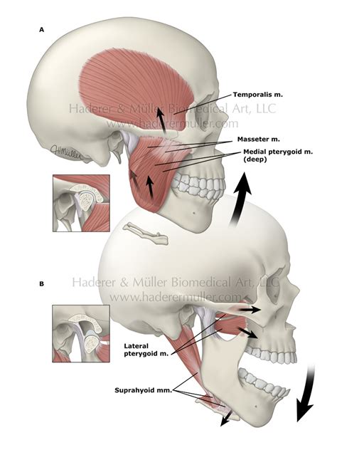 Understanding the Importance and Function of the Jaw