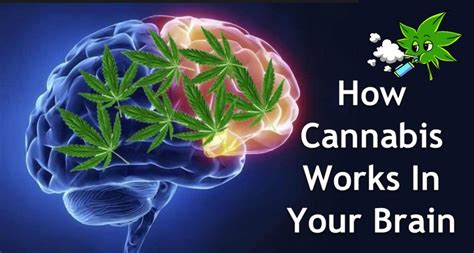 Understanding the Influence of Cannabis on Memory of Dreams and Vividness