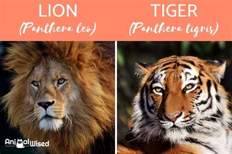 Understanding the Interaction between Tigers and Lions