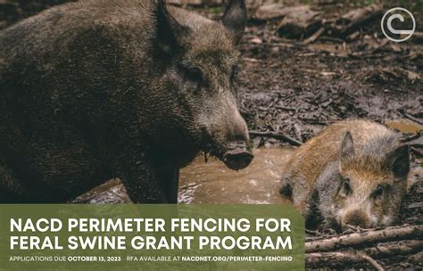 Understanding the Interpretation of an Intense Encounter with a Feral Swine