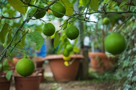 Understanding the Journey of a Lemon Tree: Exploring its Lifecycle