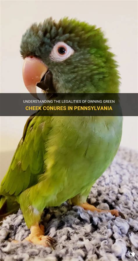 Understanding the Legalities of Owning a Feathered Companion