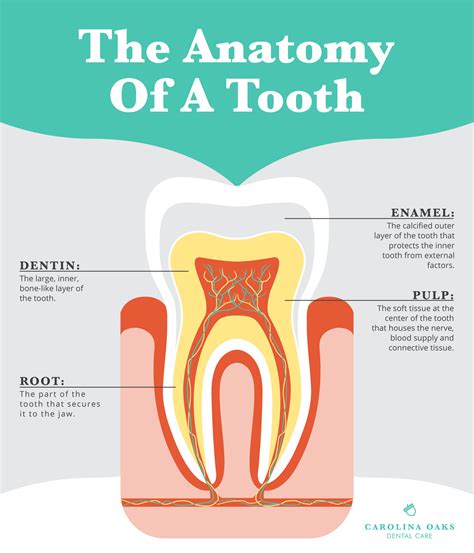 Understanding the Meaning of Witnessing Another Individual's Dental Structure in One's Dream