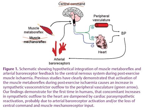 Understanding the Mechanism Behind Elevated Heart Rate during Dream States