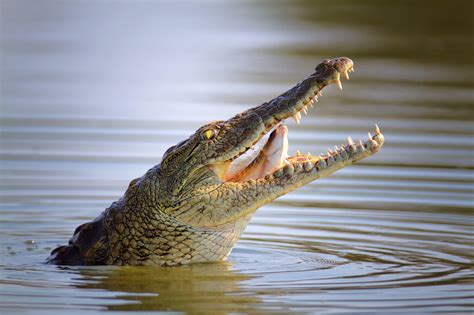 Understanding the Message: Decoding the Symbolic Meaning of Escaping from a Crocodile