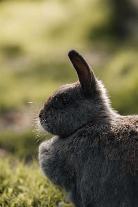 Understanding the Message When Rabbits Appear as Spirit Guides in Dreams