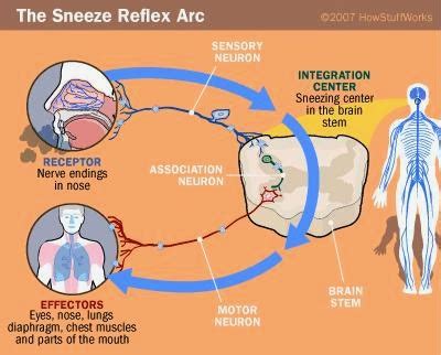 Understanding the Neurological Basis of Sneeze-Induced Dreams