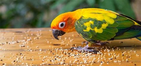 Understanding the Nutritional Requirements of Companion Birds