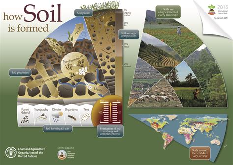 Understanding the Optimal Soil Conditions