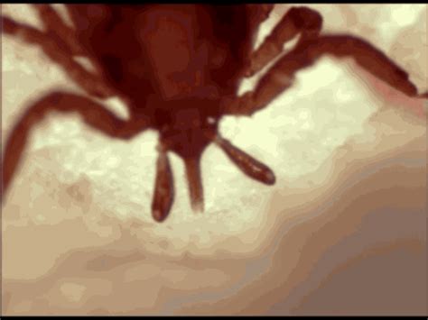 Understanding the Phenomenon: What Triggers Dreams of Ticks Burrowing into Your Flesh?