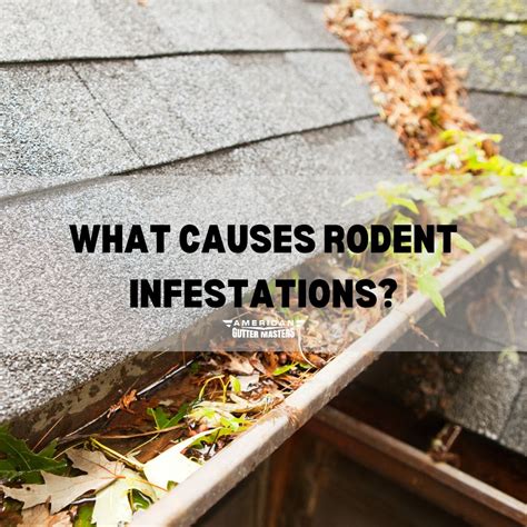 Understanding the Phenomenon: What Triggers the Proliferation of Rodent Infestations?