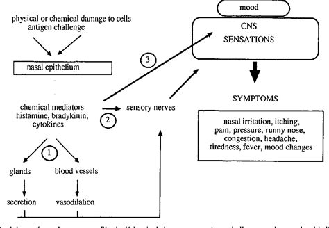 Understanding the Physiology of Nasal Congestion