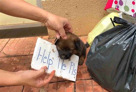 Understanding the Plight of Abandoned Puppies: A Call for Action