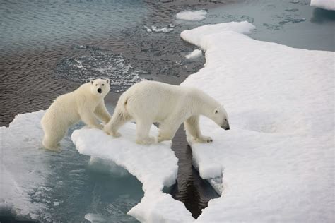 Understanding the Plight of Arctic Bears: Challenges to Their Survival