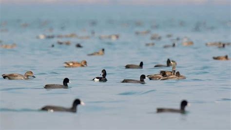 Understanding the Plight of Ducks: The Importance of Preservation