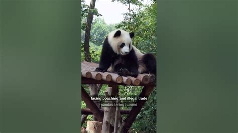 Understanding the Plight of Pandas