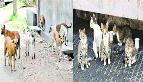 Understanding the Plight of Stray Felines