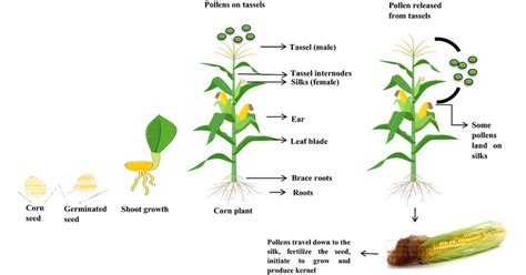 Understanding the Processing and Distribution of Maize