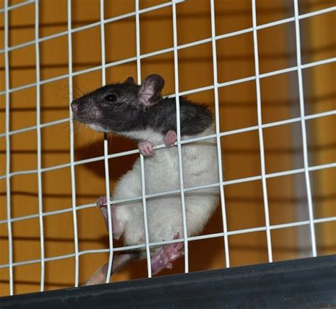 Understanding the Psychological Connection with Rats