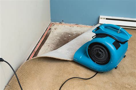 Understanding the Reasons Behind Persistent Carpet Dampness