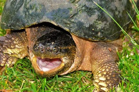 Understanding the Reproduction and Mating Behaviors of Snapping Turtles