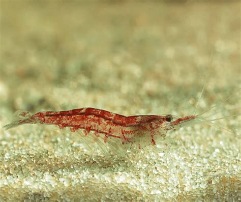 Understanding the Richness of Small Crustaceans