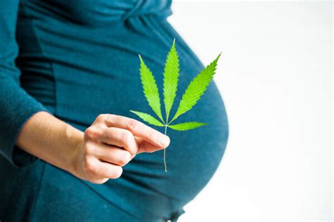 Understanding the Risks: Why Consuming Cannabis During Pregnancy is Hazardous