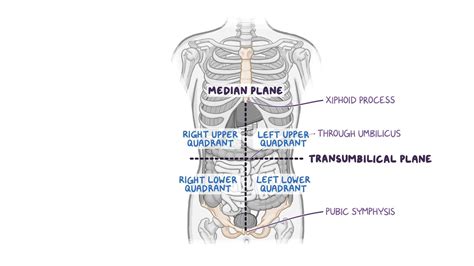 Understanding the Role of the Abdominal Region in Dreamscapes