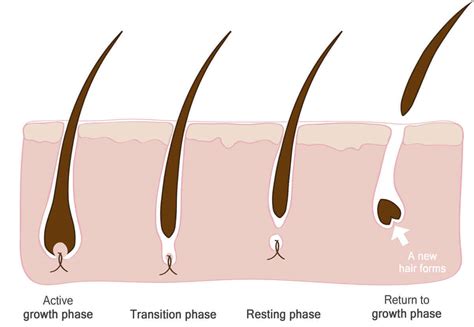 Understanding the Root Cause of Unruly Hair