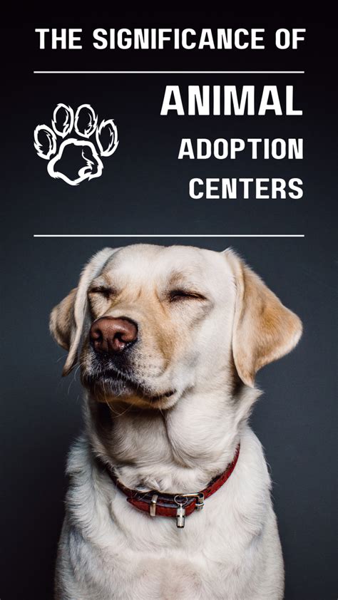 Understanding the Significance of Animal Rescue and Adoption