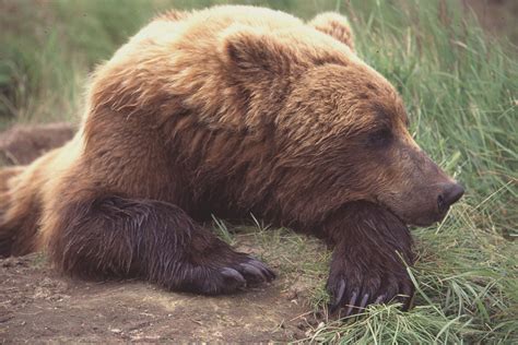 Understanding the Significance of Bear Conservation