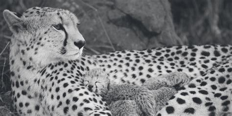 Understanding the Significance of Cheetah Conservation