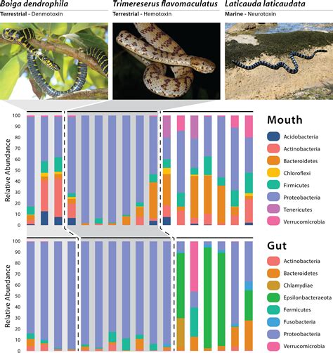 Understanding the Significance of Color in Snake Evolution