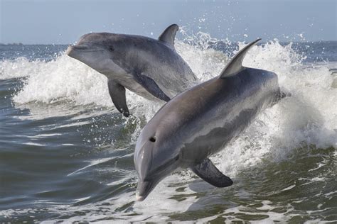 Understanding the Significance of Dolphin Conservation