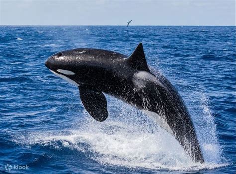 Understanding the Significance of Dreaming about a Confined Whale