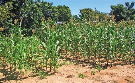 Understanding the Significance of Maize Cultivation